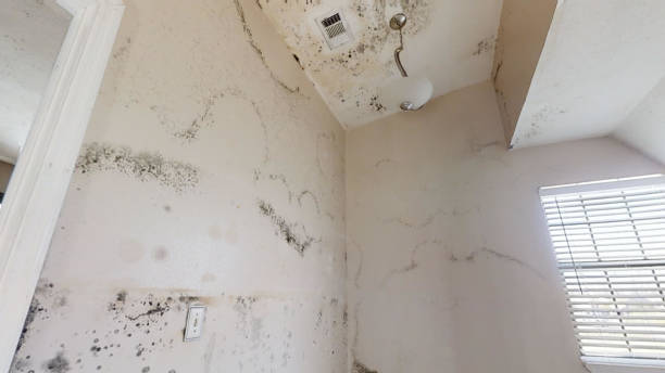 Best Emergency Mold Remediation  in Fairview, OK