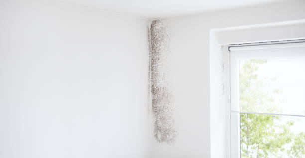Best Mold Remediation for Vacation Homes  in Fairview, OK