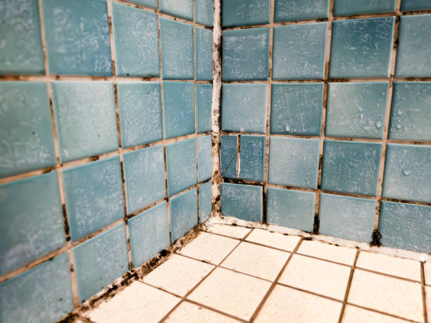 Best Real Estate Mold Inspection  in Fairview, OK