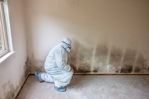 Best Crawl Space Mold Remediation  in Fairview, OK
