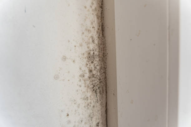 Mold Documentation for Insurance Claims in Fairview, OK