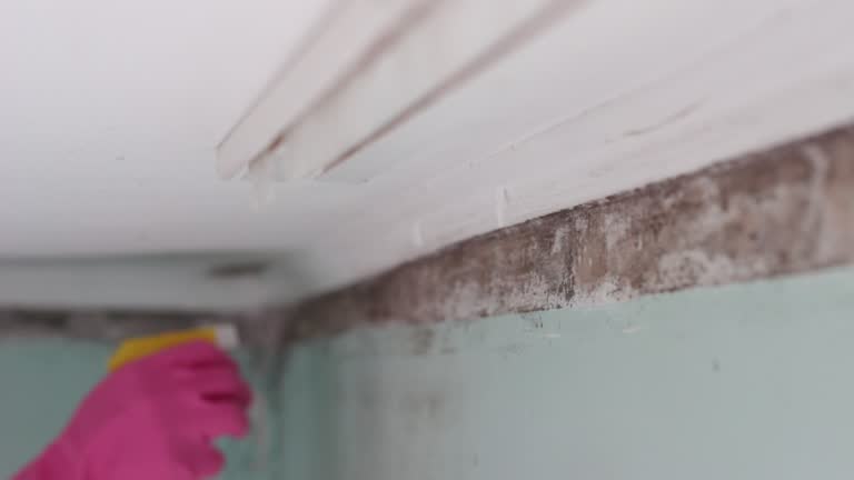 Best Water Damage & Mold Remediation  in Fairview, OK